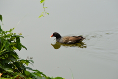 Gallinula chloropus