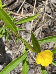 Turnera triglandulosa