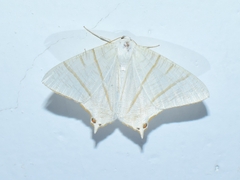 Ourapteryx sambucaria