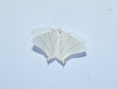 Ourapteryx sambucaria