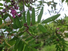 Lonchocarpus sericeus