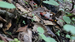 Pliocercus elapoides