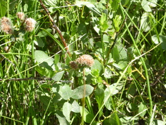 Salix eastwoodiae