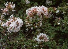 Viburnum fragrans