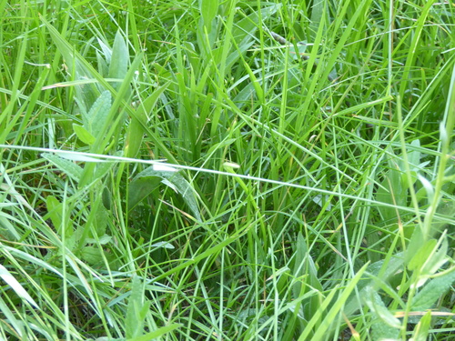 iNaturalist observation photo of Butterflies and Moths