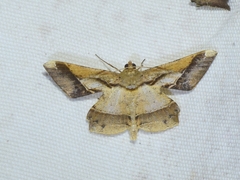 Krananda latimarginaria