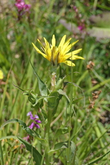 Tragopogon aureus