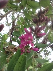 Lonchocarpus sericeus