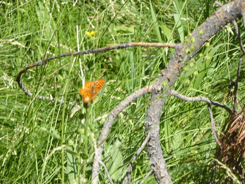 iNaturalist observation photo of Fritillaries