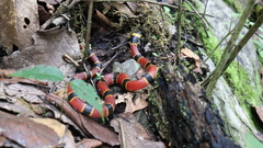 Pliocercus elapoides