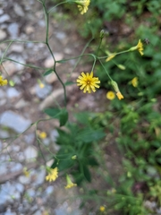 Hieracium paniculatum