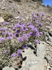 Monardella linoides sierrae