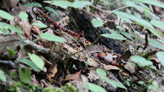 Pliocercus elapoides