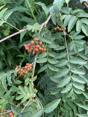 Sorbus aucuparia