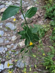 Hieracium paniculatum