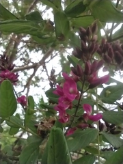 Lonchocarpus sericeus