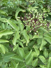 Sambucus nigra