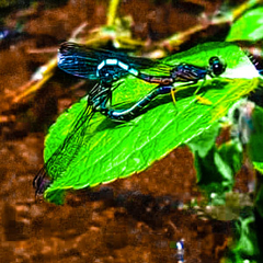 Platycypha amboniensis