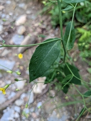 Hieracium paniculatum