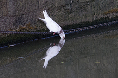 Columba livia domestica