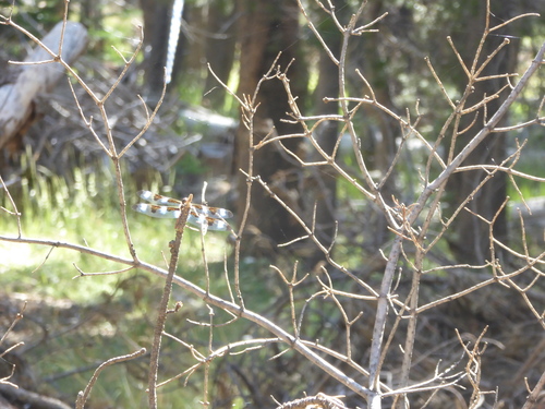 iNaturalist observation photo of Twelve-spotted Skimmer