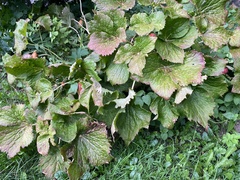 Podophyllum