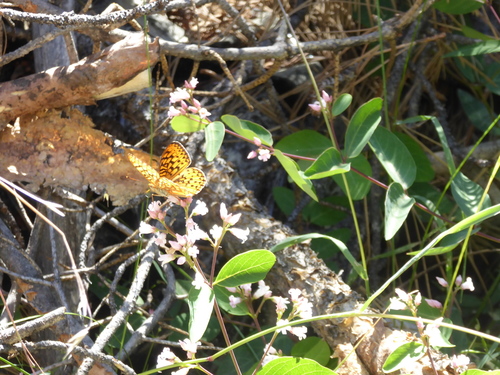 iNaturalist observation photo of Greater Fritillaries
