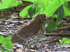 Turdus philomelos
