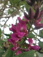 Lonchocarpus sericeus