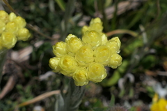 Helichrysum graveolens