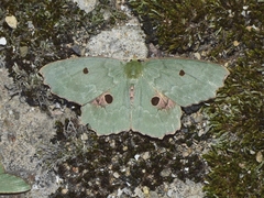 Chlorodontopera discospilata
