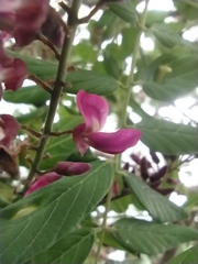 Lonchocarpus sericeus