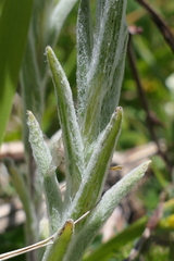 Helichrysum graveolens