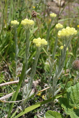 Helichrysum graveolens