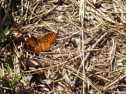 iNaturalist observation photo of Greater Fritillaries