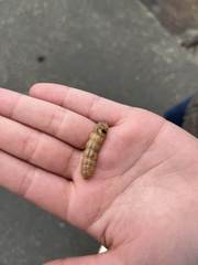 Litoprosopus coachella