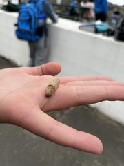 Litoprosopus coachella