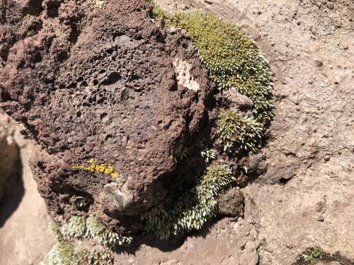 Bryum argenteum observed 2018-07-08