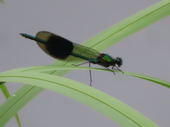 Calopteryx splendens