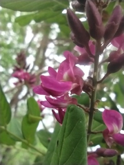 Lonchocarpus sericeus