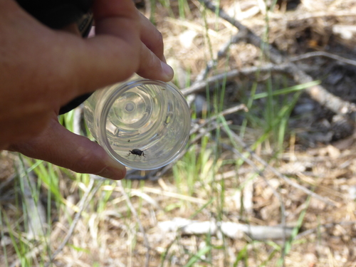 iNaturalist observation photo of Beetles
