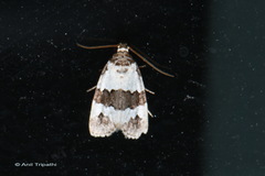Maliattha quadripartita