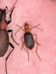 Brachinus scotomedes