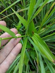 Dichanthelium polyanthes
