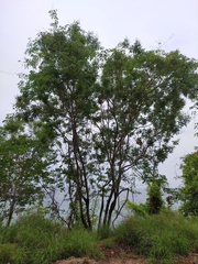 Lonchocarpus sericeus