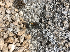 Euphilotes battoides