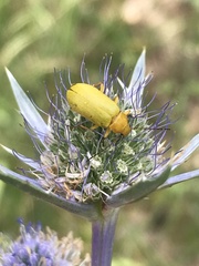 Cteniopus sulphureus