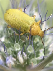 Cteniopus sulphureus