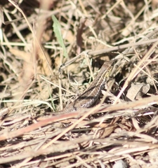 Ophisops elegans macrodactylus