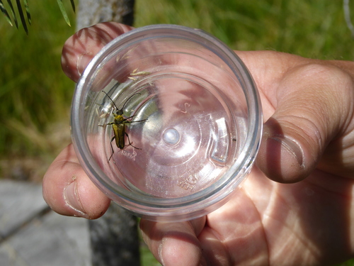 iNaturalist observation photo of Yellow Velvet Beetle